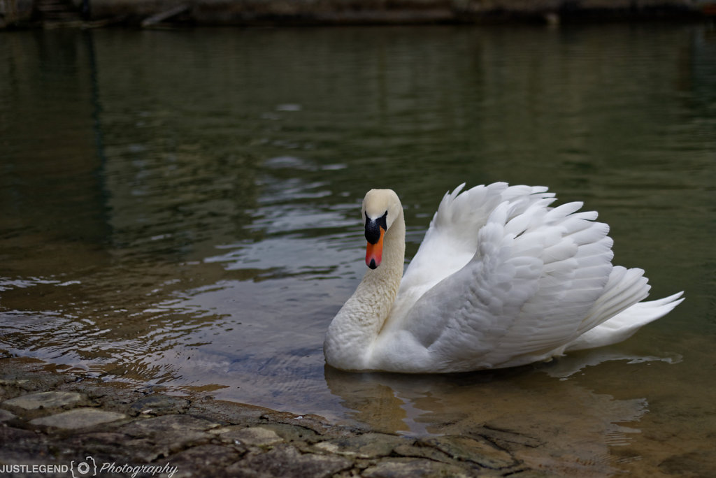 Cygne