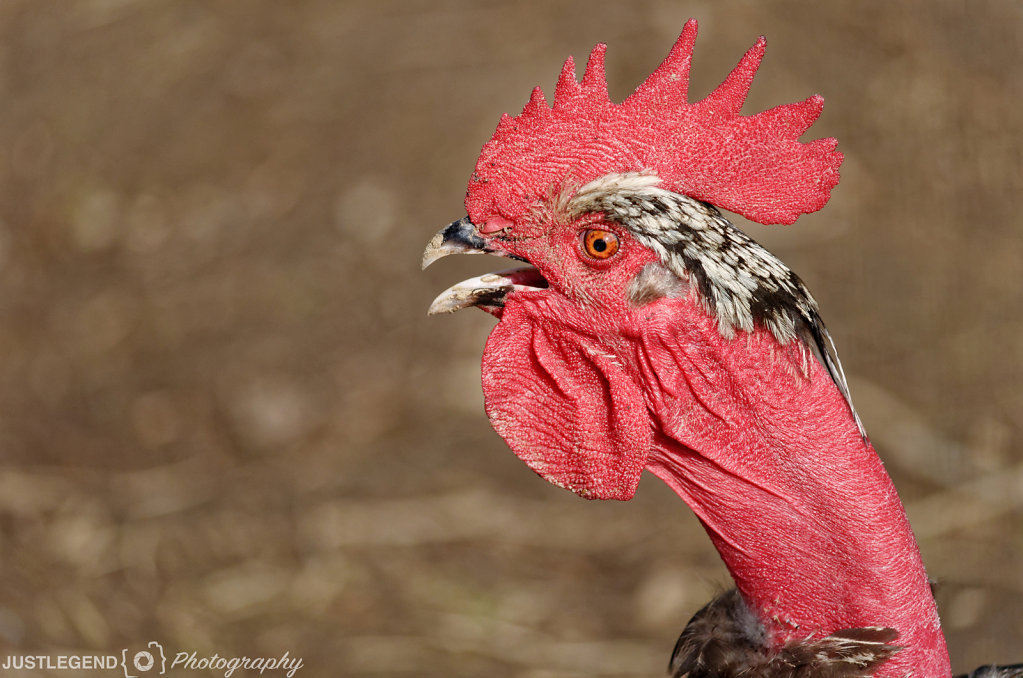 Coq