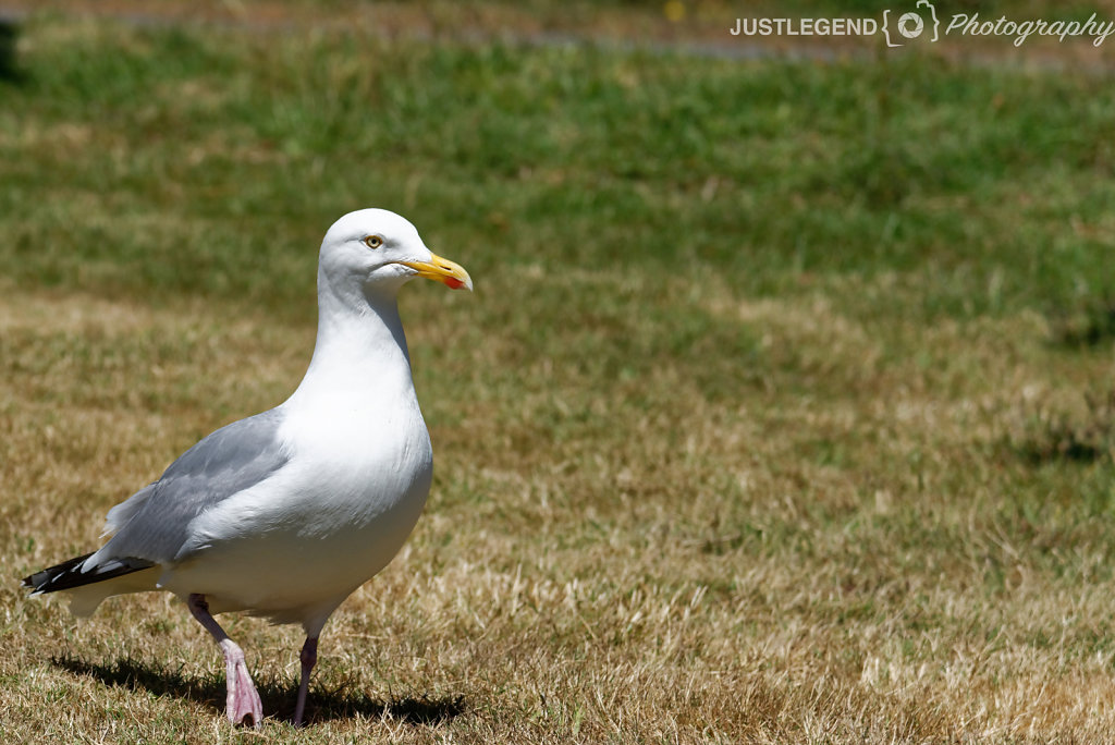 Mouette